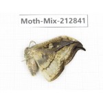 Moths sp. China, Tibet, Linzhi, Bomi county. 1Pcs. Moth-Mix-212841.