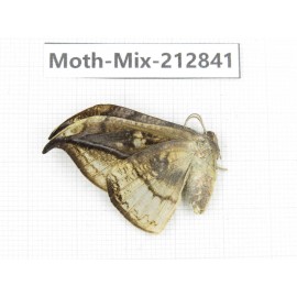Moths sp. China, Tibet, Linzhi, Bomi county. 1Pcs. Moth-Mix-212841.