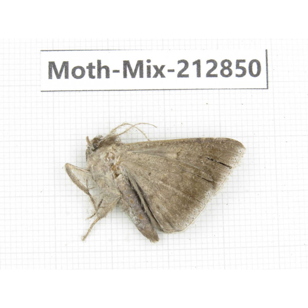 Moths sp. China, Tibet, Linzhi, Bomi county. 1Pcs. Moth-Mix-212850.