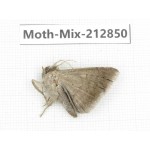 Moths sp. China, Tibet, Linzhi, Bomi county. 1Pcs. Moth-Mix-212850.