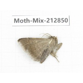 Moths sp. China, Tibet, Linzhi, Bomi county. 1Pcs. Moth-Mix-212850.