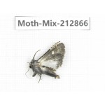 Moths sp. China, Tibet, Linzhi, Bomi county. 1Pcs. Moth-Mix-212866.