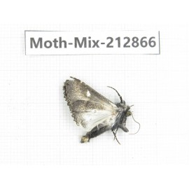 Moths sp. China, Tibet, Linzhi, Bomi county. 1Pcs. Moth-Mix-212866.