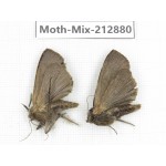 Moths sp. China, Tibet, Linzhi, Bomi county. 2Pcs. Moth-Mix-212880.