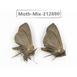 Moths sp. China, Tibet, Linzhi, Bomi county. 2Pcs. Moth-Mix-212880.
