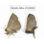 Moths sp. China, Tibet, Linzhi, Bomi county. 2Pcs. Moth-Mix-212882.