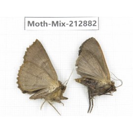 Moths sp. China, Tibet, Linzhi, Bomi county. 2Pcs. Moth-Mix-212882.