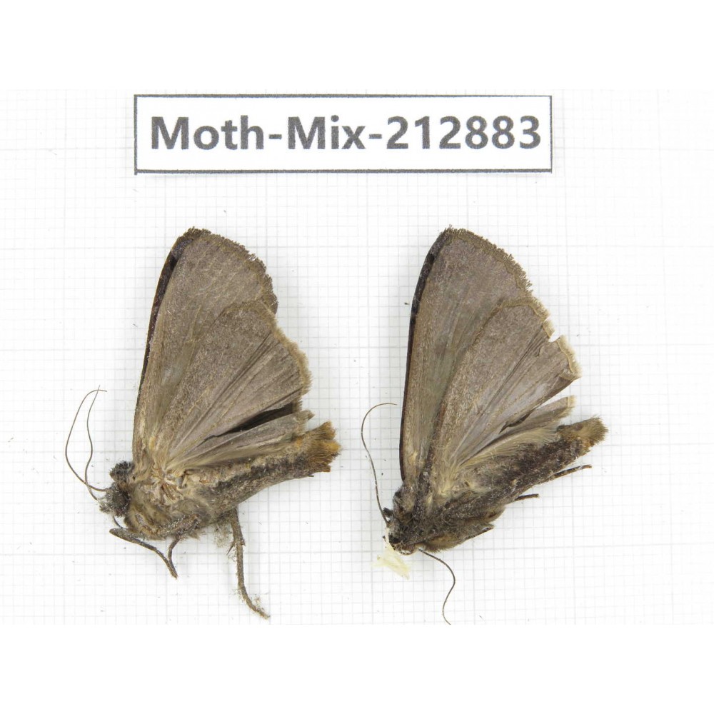 Moths sp. China, Tibet, Linzhi, Bomi county. 2Pcs. Moth-Mix-212883.
