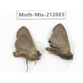 Moths sp. China, Tibet, Linzhi, Bomi county. 2Pcs. Moth-Mix-212883.