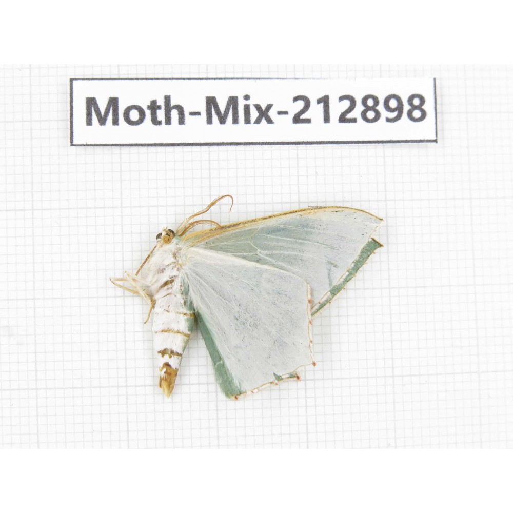 Moths sp. China, Tibet, Linzhi, Bomi county. 1Pcs. Moth-Mix-212898.
