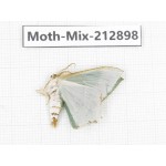 Moths sp. China, Tibet, Linzhi, Bomi county. 1Pcs. Moth-Mix-212898.