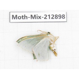 Moths sp. China, Tibet, Linzhi, Bomi county. 1Pcs. Moth-Mix-212898.
