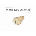 Moths sp. China, Tibet, Linzhi, Bomi county. 1Pcs. Moth-Mix-212900.