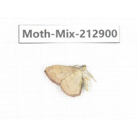 Moths sp. China, Tibet, Linzhi, Bomi county. 1Pcs. Moth-Mix-212900.