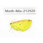 Moths sp. China, Tibet, Linzhi, Bomi county. 1Pcs. Moth-Mix-212920.