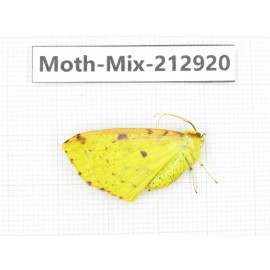 Moths sp. China, Tibet, Linzhi, Bomi county. 1Pcs. Moth-Mix-212920.