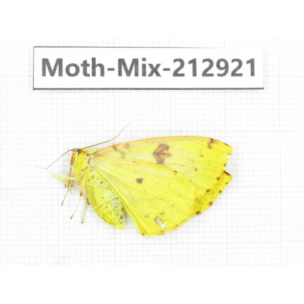 Moths sp. China, Tibet, Linzhi, Bomi county. 1Pcs. Moth-Mix-212921.