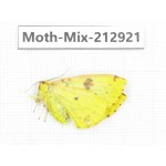 Moths sp. China, Tibet, Linzhi, Bomi county. 1Pcs. Moth-Mix-212921.