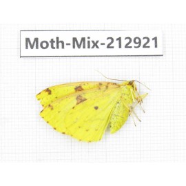 Moths sp. China, Tibet, Linzhi, Bomi county. 1Pcs. Moth-Mix-212921.