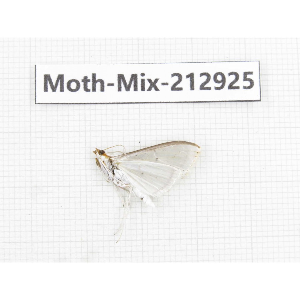 Moths sp. China, Tibet, Linzhi, Bomi county. 1Pcs. Moth-Mix-212925.