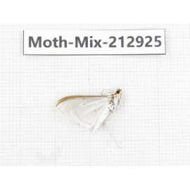 Moths sp. China, Tibet, Linzhi, Bomi county. 1Pcs. Moth-Mix-212925.