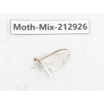 Moths sp. China, Tibet, Linzhi, Bomi county. 1Pcs. Moth-Mix-212926.