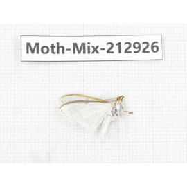 Moths sp. China, Tibet, Linzhi, Bomi county. 1Pcs. Moth-Mix-212926.