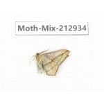 Moths sp. China, Tibet, Linzhi, Bomi county. 1Pcs. Moth-Mix-212934.