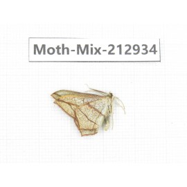 Moths sp. China, Tibet, Linzhi, Bomi county. 1Pcs. Moth-Mix-212934.