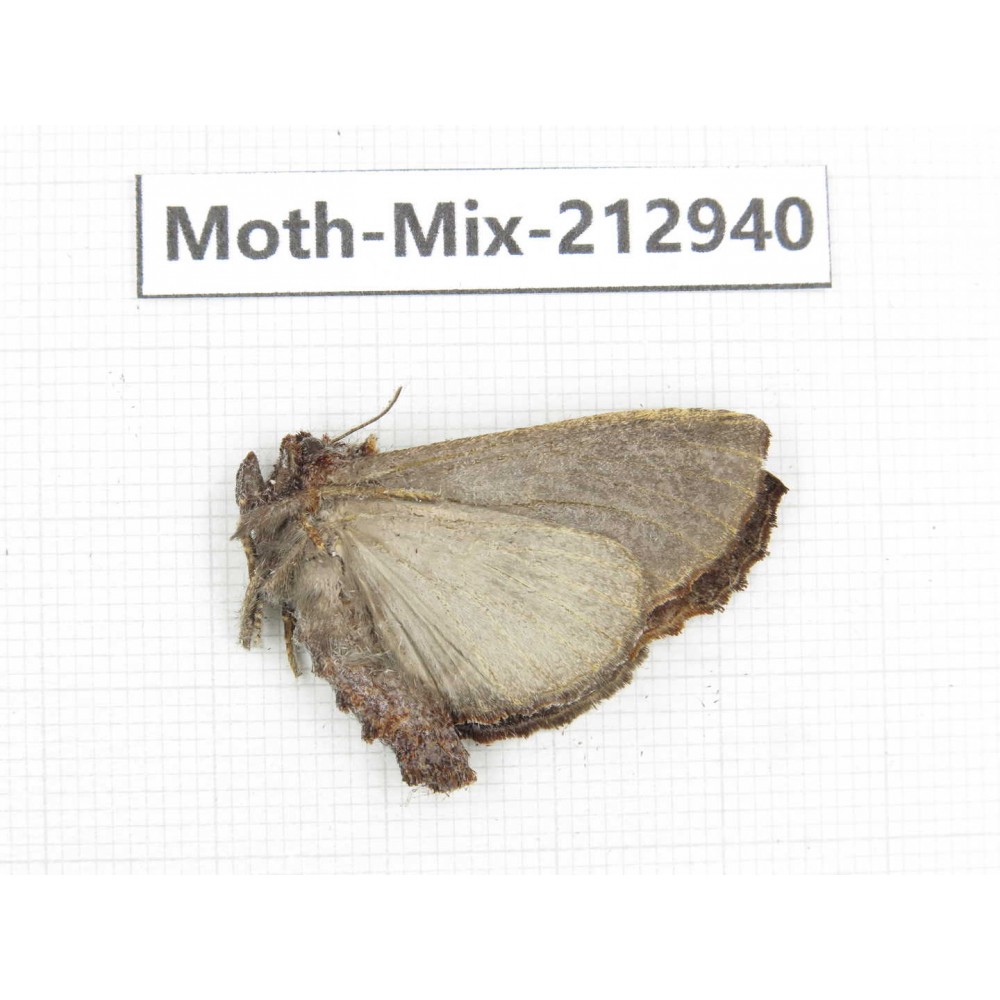 Moths sp. China, Tibet, Linzhi, Bomi county. 1Pcs. Moth-Mix-212940.