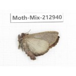 Moths sp. China, Tibet, Linzhi, Bomi county. 1Pcs. Moth-Mix-212940.
