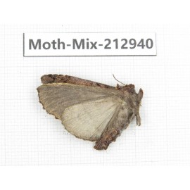 Moths sp. China, Tibet, Linzhi, Bomi county. 1Pcs. Moth-Mix-212940.