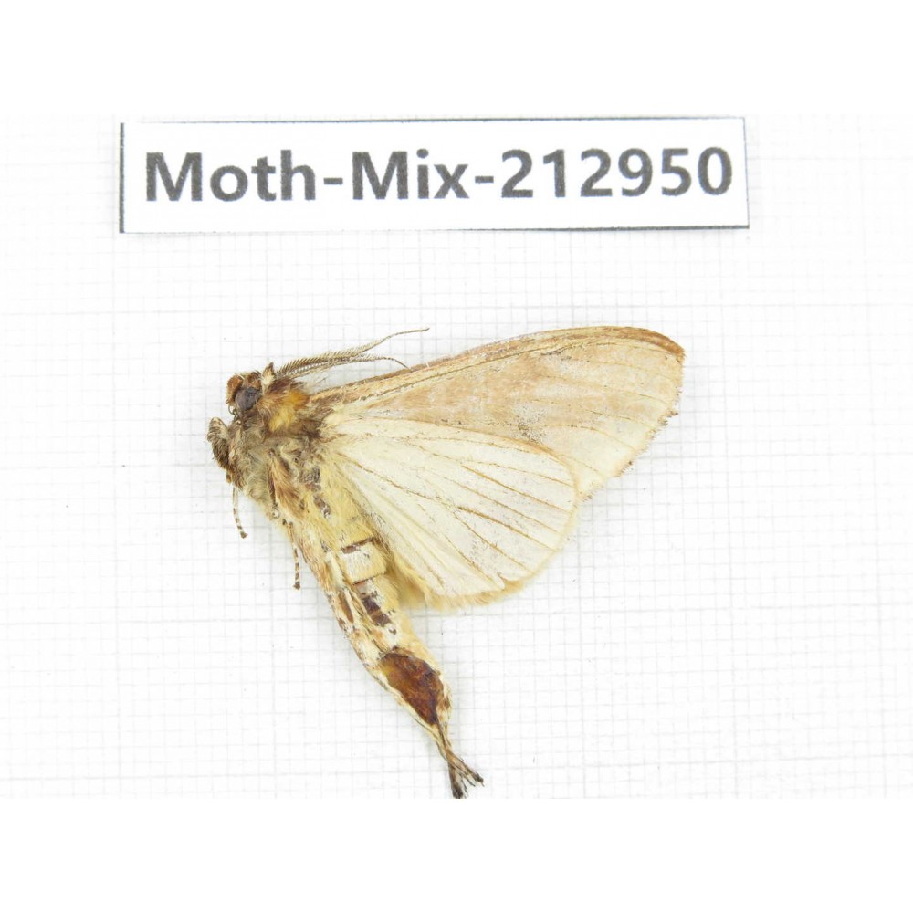 Moths sp. China, Tibet, Linzhi, Bomi county. 1Pcs. Moth-Mix-212950.