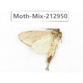Moths sp. China, Tibet, Linzhi, Bomi county. 1Pcs. Moth-Mix-212950.