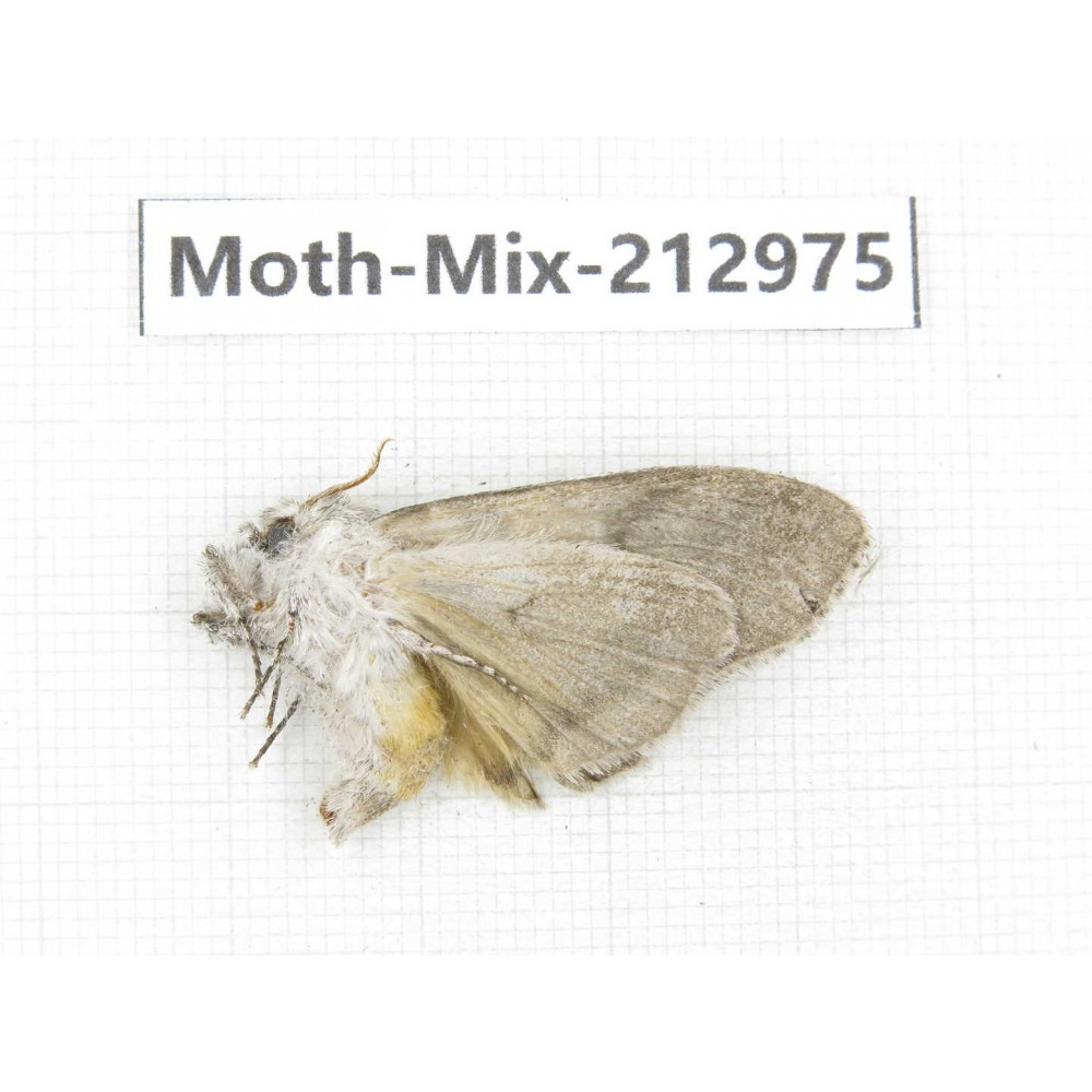 Moths sp. China, Tibet, Linzhi, Bomi county. 1Pcs. Moth-Mix-212975.