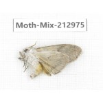 Moths sp. China, Tibet, Linzhi, Bomi county. 1Pcs. Moth-Mix-212975.