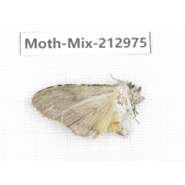 Moths sp. China, Tibet, Linzhi, Bomi county. 1Pcs. Moth-Mix-212975.