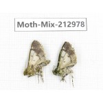 Moths sp. China, Tibet, Linzhi, Bomi county. 2Pcs. Moth-Mix-212978.