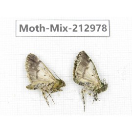 Moths sp. China, Tibet, Linzhi, Bomi county. 2Pcs. Moth-Mix-212978.