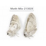 Moths sp. China, Tibet, Linzhi, Bomi county. 2Pcs. Moth-Mix-213028.