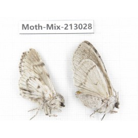 Moths sp. China, Tibet, Linzhi, Bomi county. 2Pcs. Moth-Mix-213028.