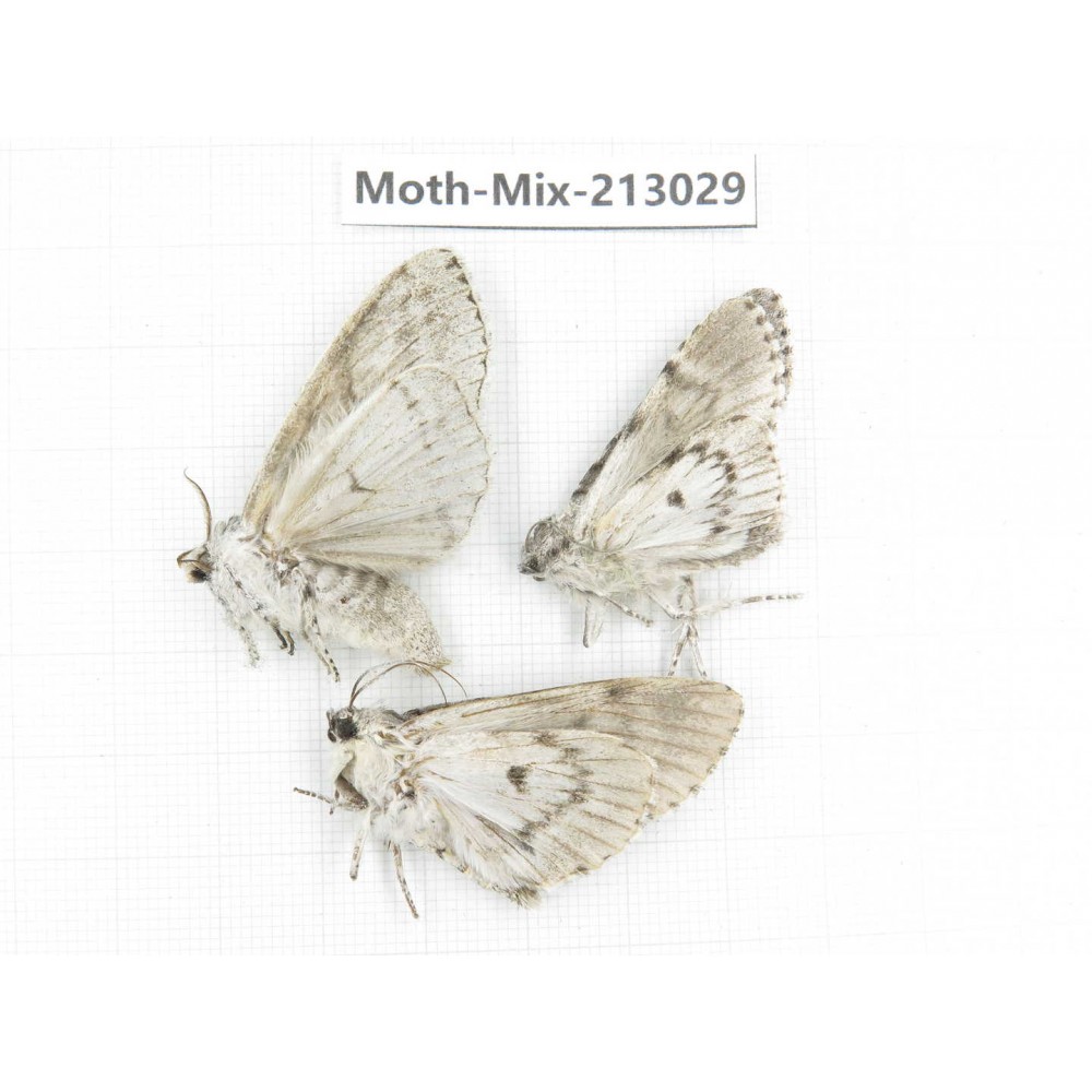 Moths sp. China, Tibet, Linzhi, Bomi county. 3Pcs. Moth-Mix-213029.