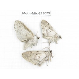Moths sp. China, Tibet, Linzhi, Bomi county. 3Pcs. Moth-Mix-213029.