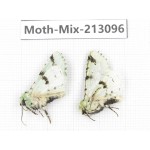Moths sp. China, Tibet, Linzhi, Bomi county. 2Pcs. Moth-Mix-213096.