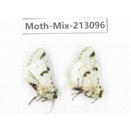 Moths sp. China, Tibet, Linzhi, Bomi county. 2Pcs. Moth-Mix-213096.