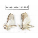 Moths sp. China, Tibet, Linzhi, Bomi county. 2Pcs. Moth-Mix-213109.