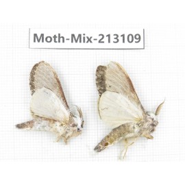 Moths sp. China, Tibet, Linzhi, Bomi county. 2Pcs. Moth-Mix-213109.