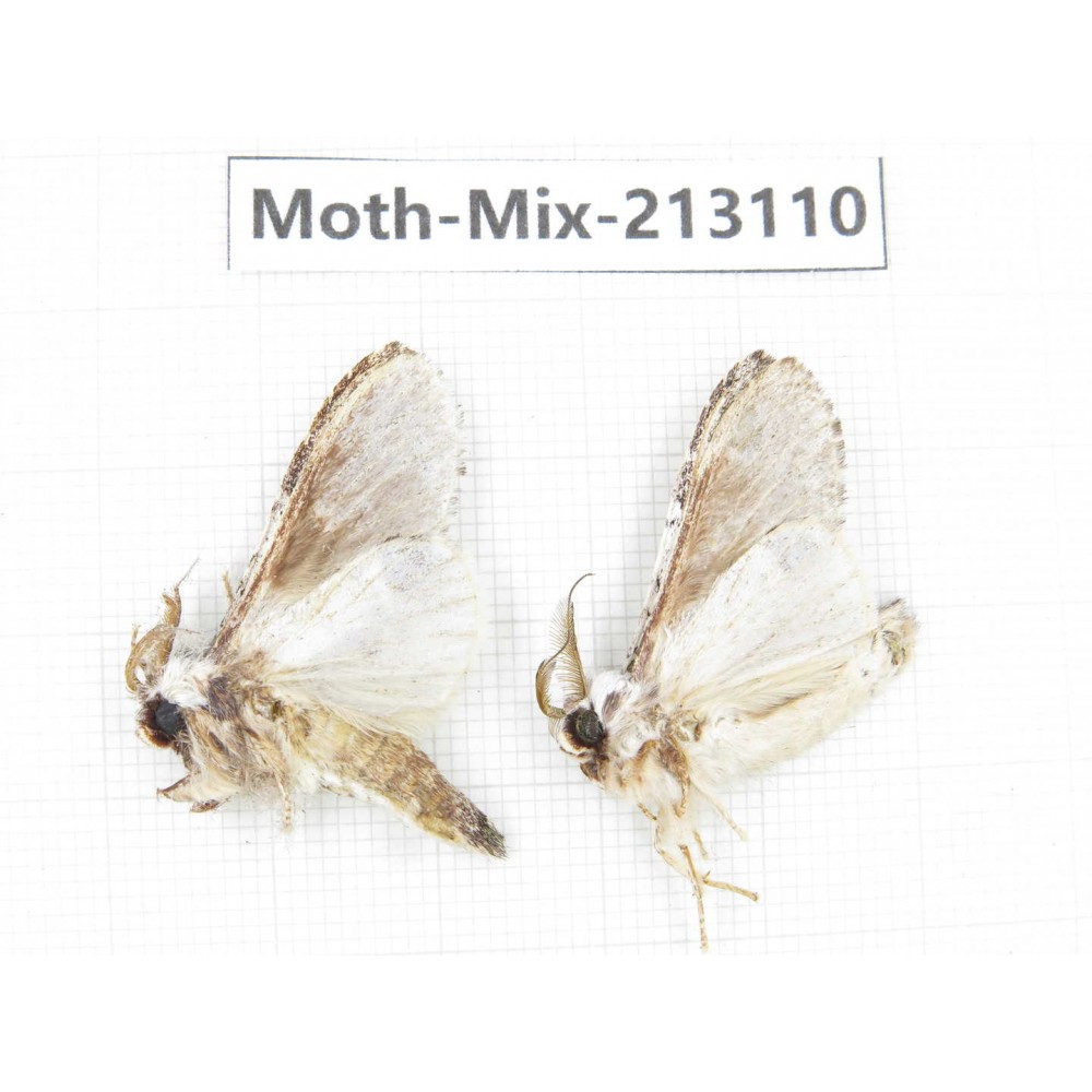 Moths sp. China, Tibet, Linzhi, Bomi county. 2Pcs. Moth-Mix-213110.