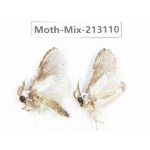 Moths sp. China, Tibet, Linzhi, Bomi county. 2Pcs. Moth-Mix-213110.