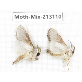 Moths sp. China, Tibet, Linzhi, Bomi county. 2Pcs. Moth-Mix-213110.